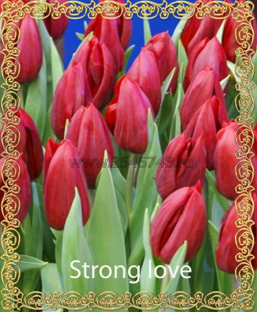 Strong Love - Шикарный, бокаловидный, крупный тюльпан. Цвет тёмно малиново-красный. Прекрасен в срезке. Высота 45-60 см.