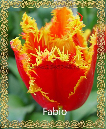 Fabio - Селекция! Бахромчатый! Очень красивый малиново-красный с золотой густой бахромой. Высота 35-50см