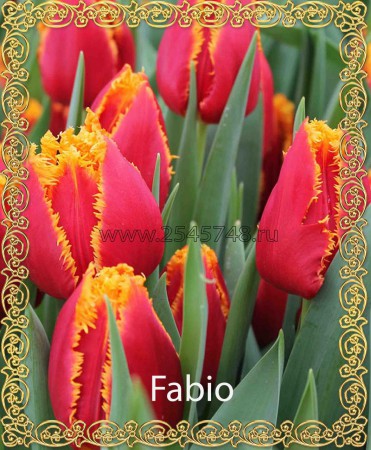 Fabio - Селекция! Бахромчатый! Очень красивый малиново-красный с золотой густой бахромой. Высота 35-50см