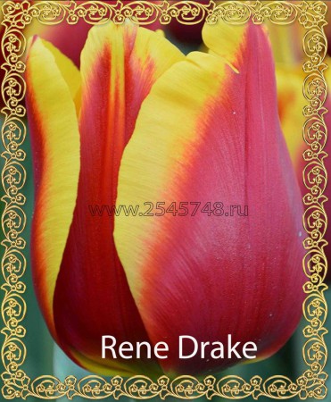 Rene Drake - Новинка! Темно-красный с желтой каймой. Высота бокала достигает 7см. Высота 40-60см.