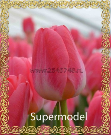 Supermodel - Очень красивый, нежный тюльпан. Высота до 55см.