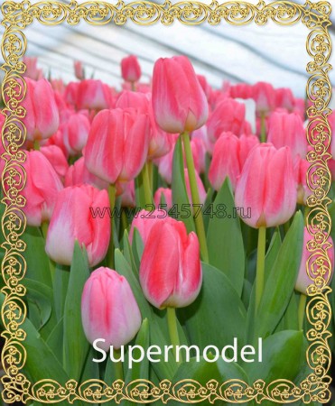 Supermodel - Очень красивый, нежный тюльпан. Высота до 55см.