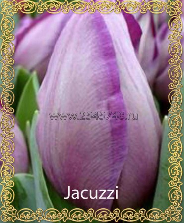 Jacuzzi - Новинка! Окрас нежно, светло лилово-сиреневый. Распустившись становится с розово-пепельным оттенком. Высота до 45см
