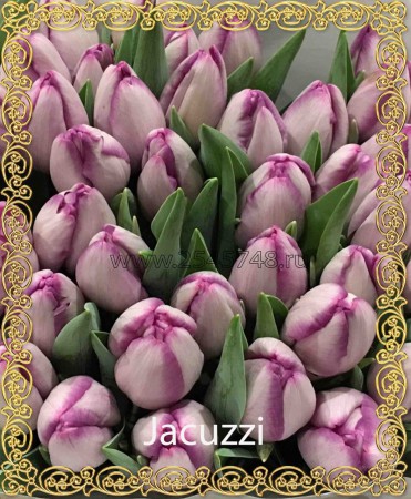 Jacuzzi - Новинка! Окрас нежно, светло лилово-сиреневый. Распустившись становится с розово-пепельным оттенком. Высота до 45см