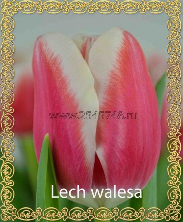 Lech Walesa - Новинка! Гигант! Темно-розовый с белой каймой. Высота достигает 90см.