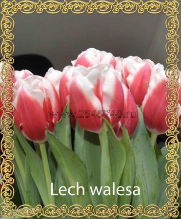 Lech Walesa - Новинка! Гигант! Темно-розовый с белой каймой. Высота достигает 90см.