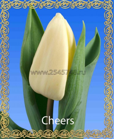 Сheers - Классика! Кремовый тюльпан. Компактная листва. Высота до 60 см.