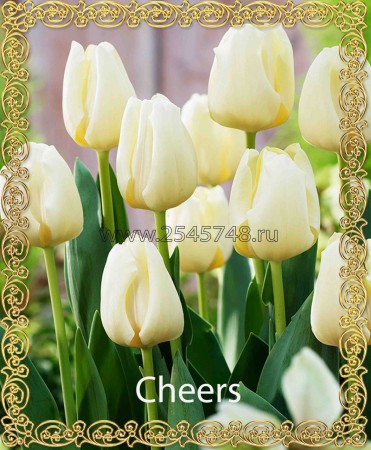 Сheers - Классика! Кремовый тюльпан. Компактная листва. Высота до 60 см.