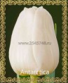 /album/katalog-sortov/tyulpan-optom-antarctica-jpg1/