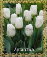 /album/katalog-sortov/tyulpan-optom-antarctica2-jpg/