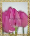 /album/katalog-sortov/tyulpan-optom-krasnoyarsk-barcelona-jpg/