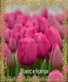 /album/katalog-sortov/tyulpan-optom-krasnoyarsk-barcelona2-jpg/