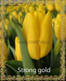 /album/katalog-sortov/tyulpan-optom-krasnoyarsk-strong-gold2-jpg/