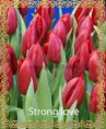 /album/katalog-sortov/tyulpan-optom-krasnoyarsk-strong-love2-jpg/