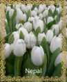 /album/katalog-sortov/tyulpan-optom-moskva-nepal2-jpg/