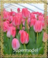 /album/katalog-sortov/tyulpan-optom-novosibirsk-supermodel2-jpg/